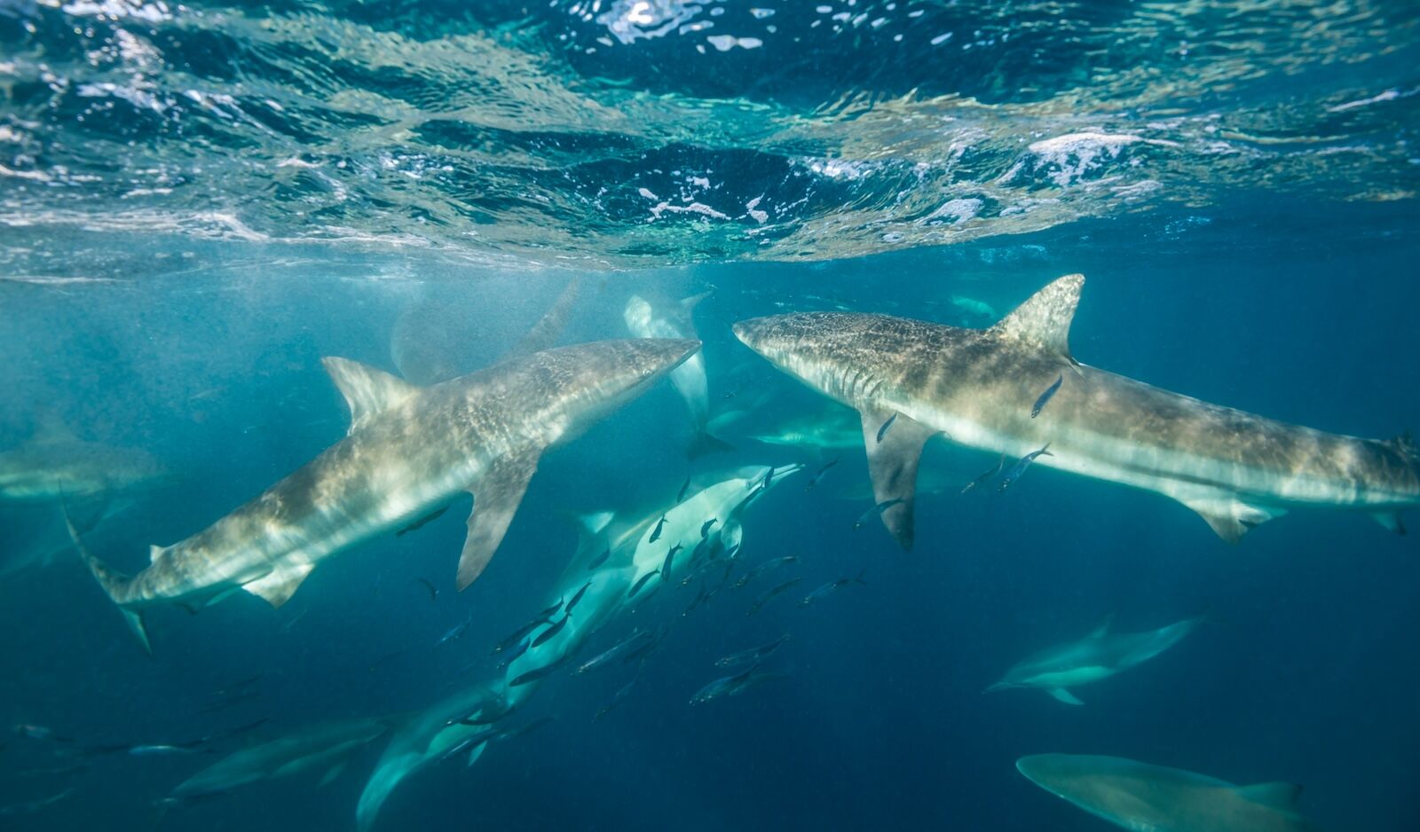 great white tourism - bronze whaler sharks