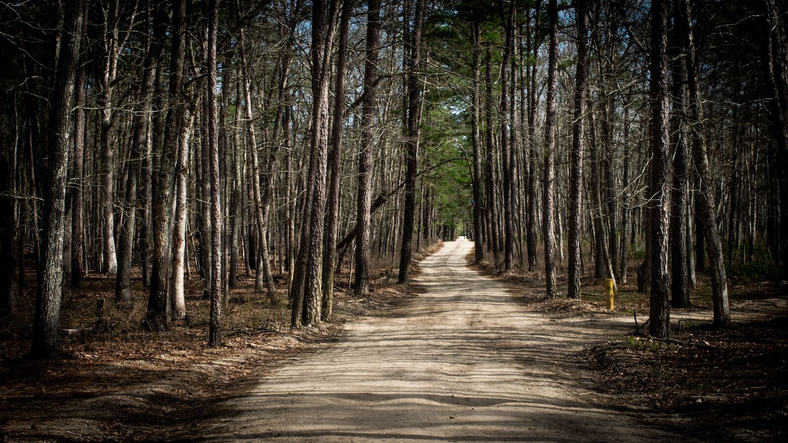 mysterious places in every state - new jersey pine barrens- mysterious places east coast
