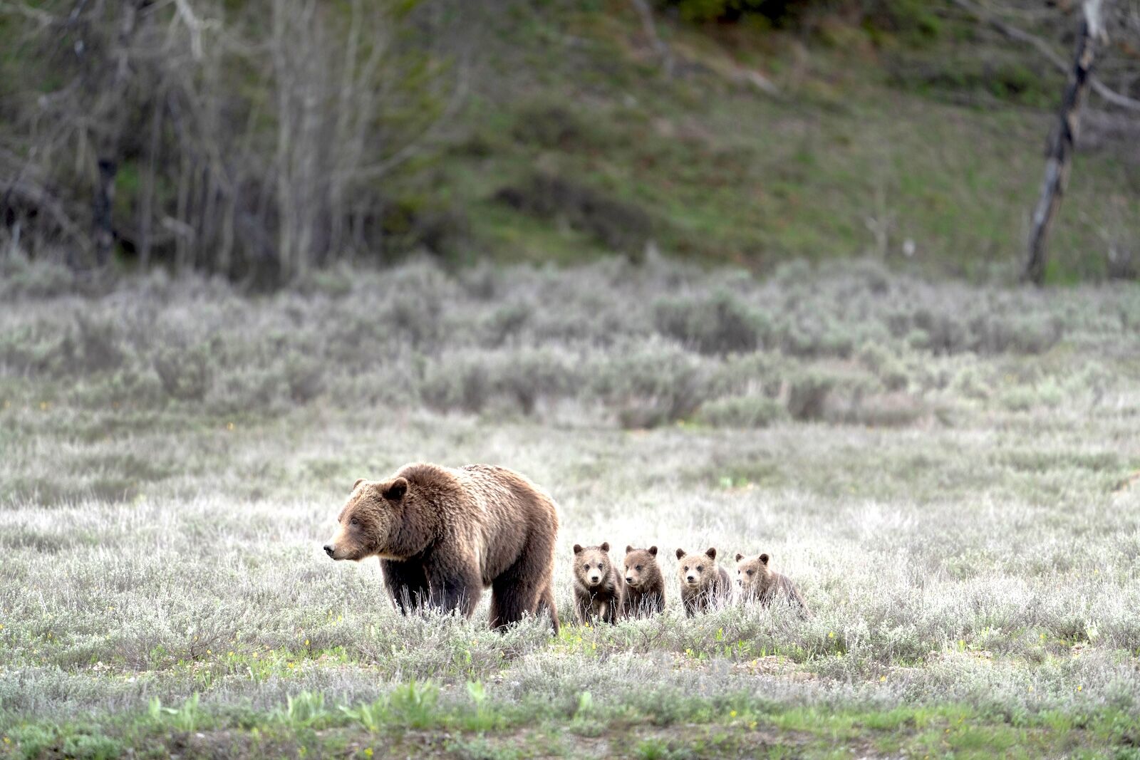 fat bear week other places to go - bear and cubs in grand teton