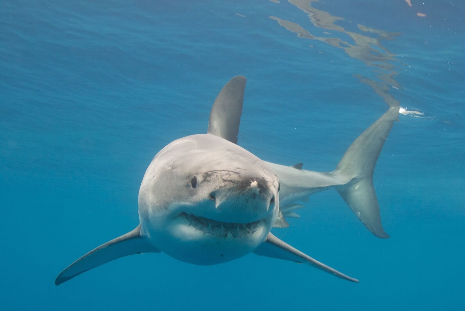 great white shark in the wild