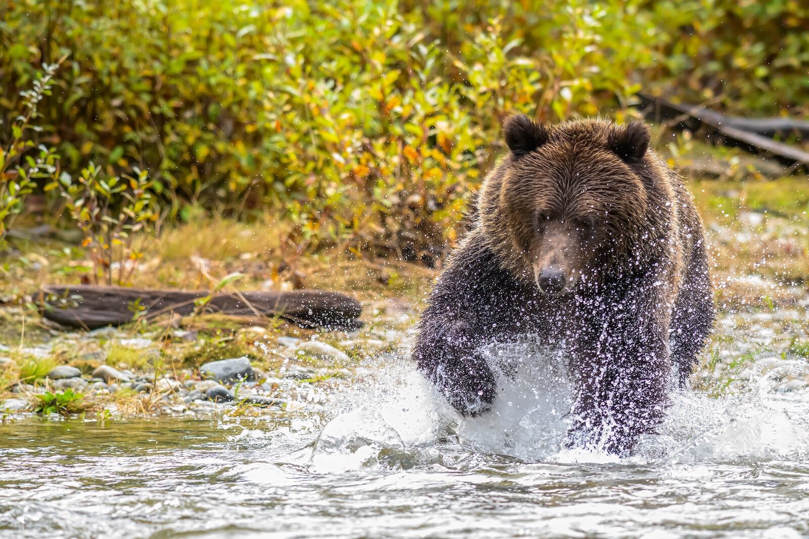 fat bear week other places to go - bute inlet