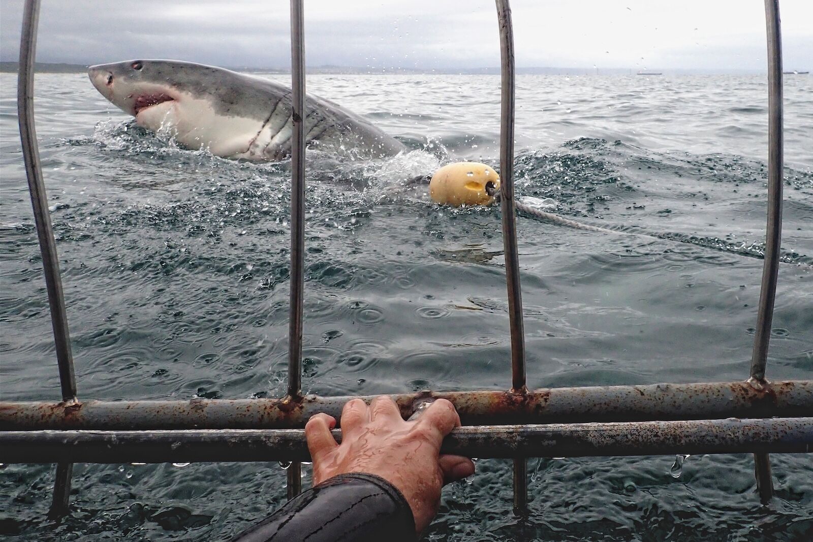 great white tourism - south africa cage dive