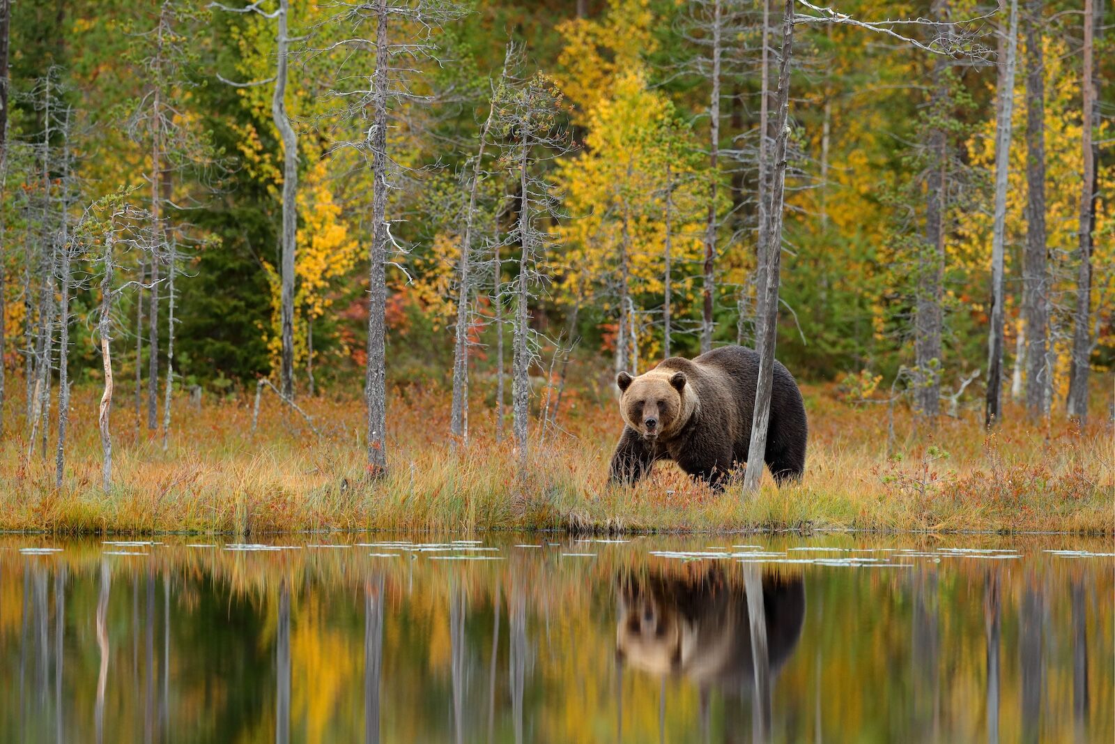 brown bear in wild - finland