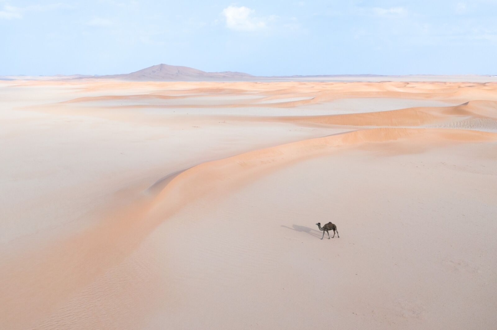 best drone photography - camel in desert
