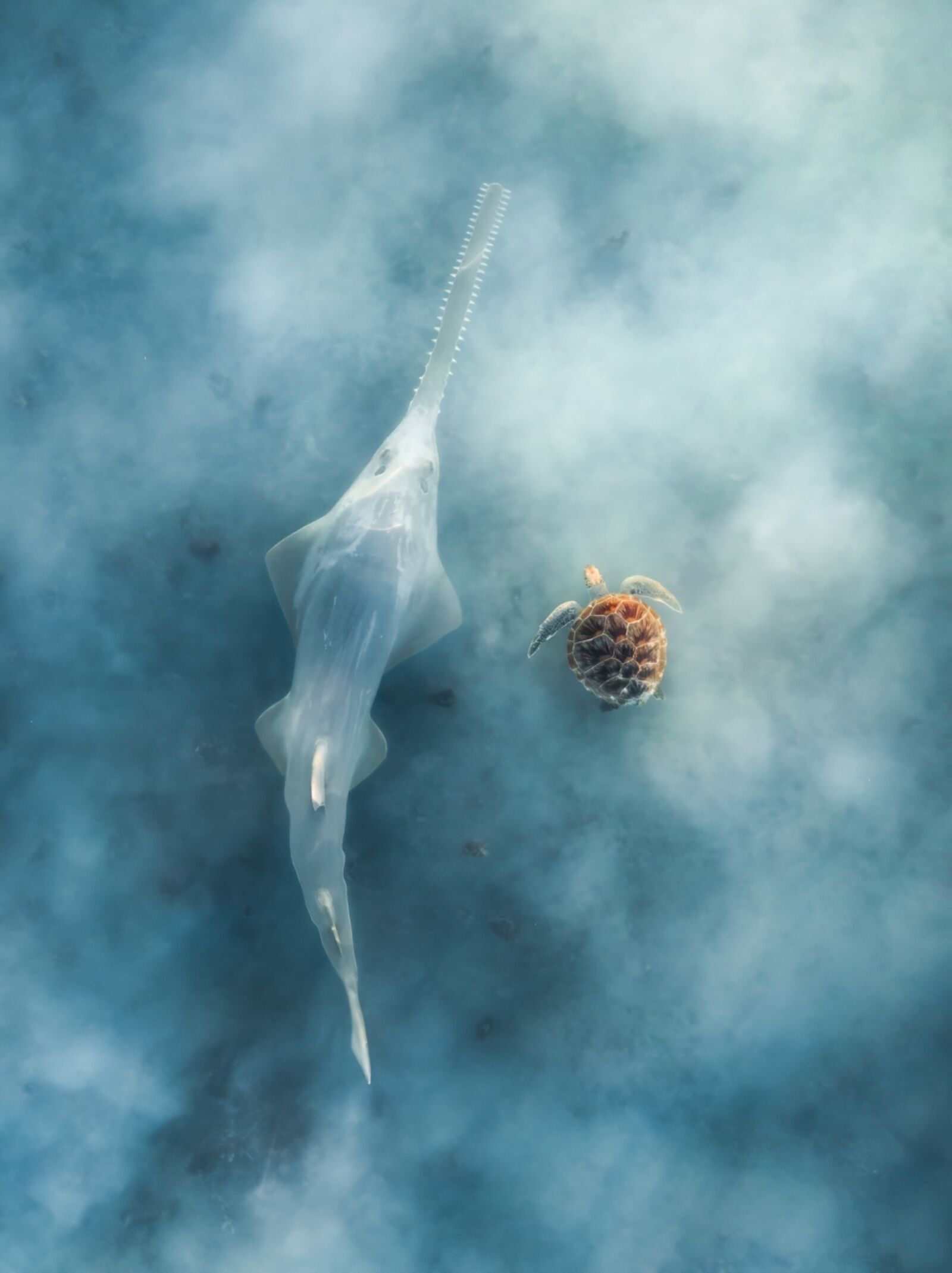 drone awards - green sawfish