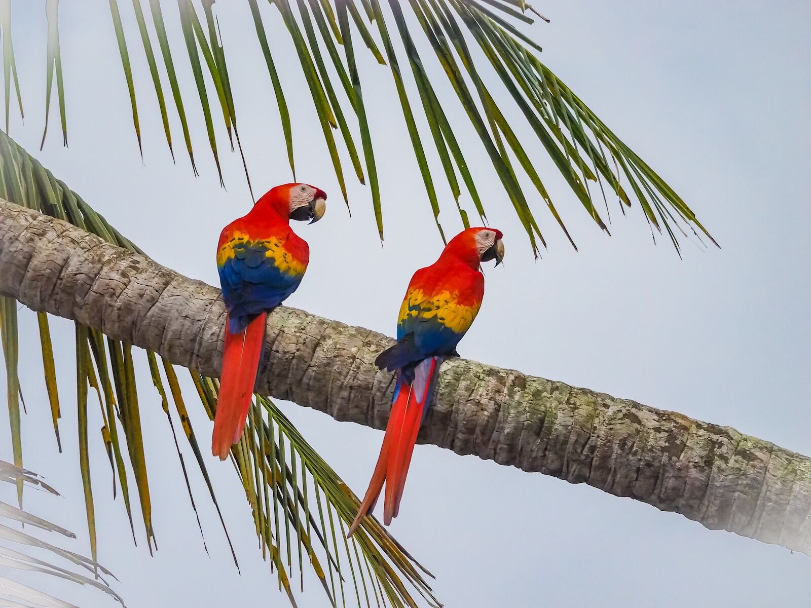 parrots perched on tree