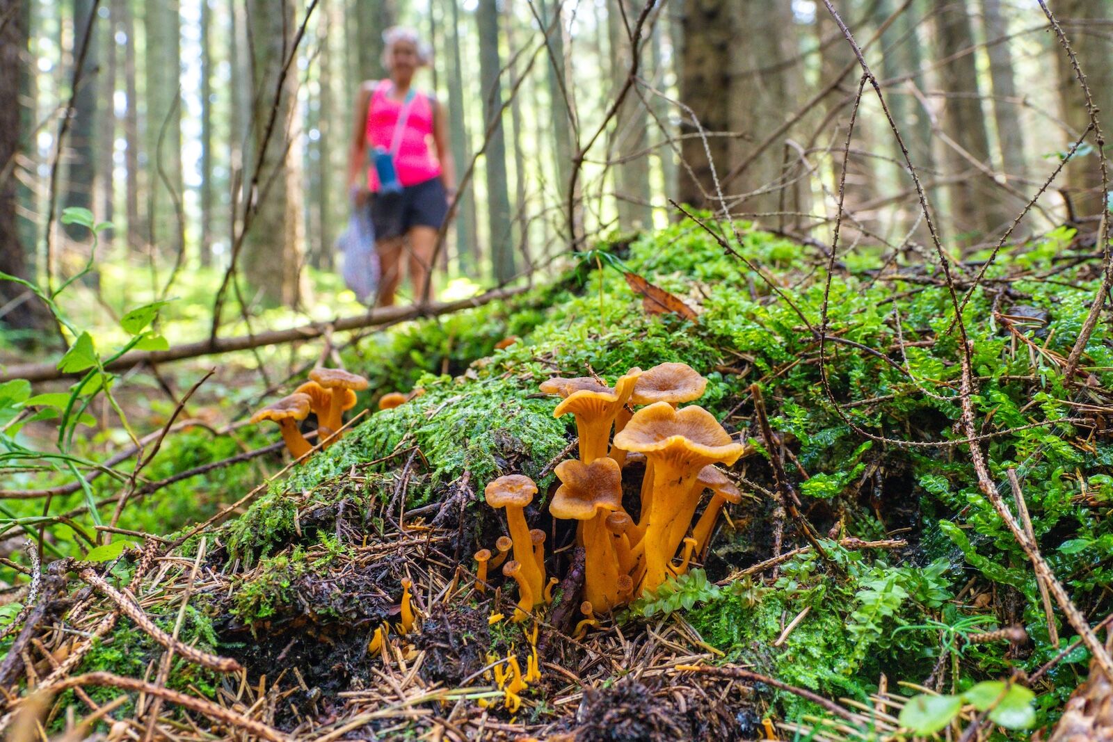 foraging vacations - woman and chanterelles