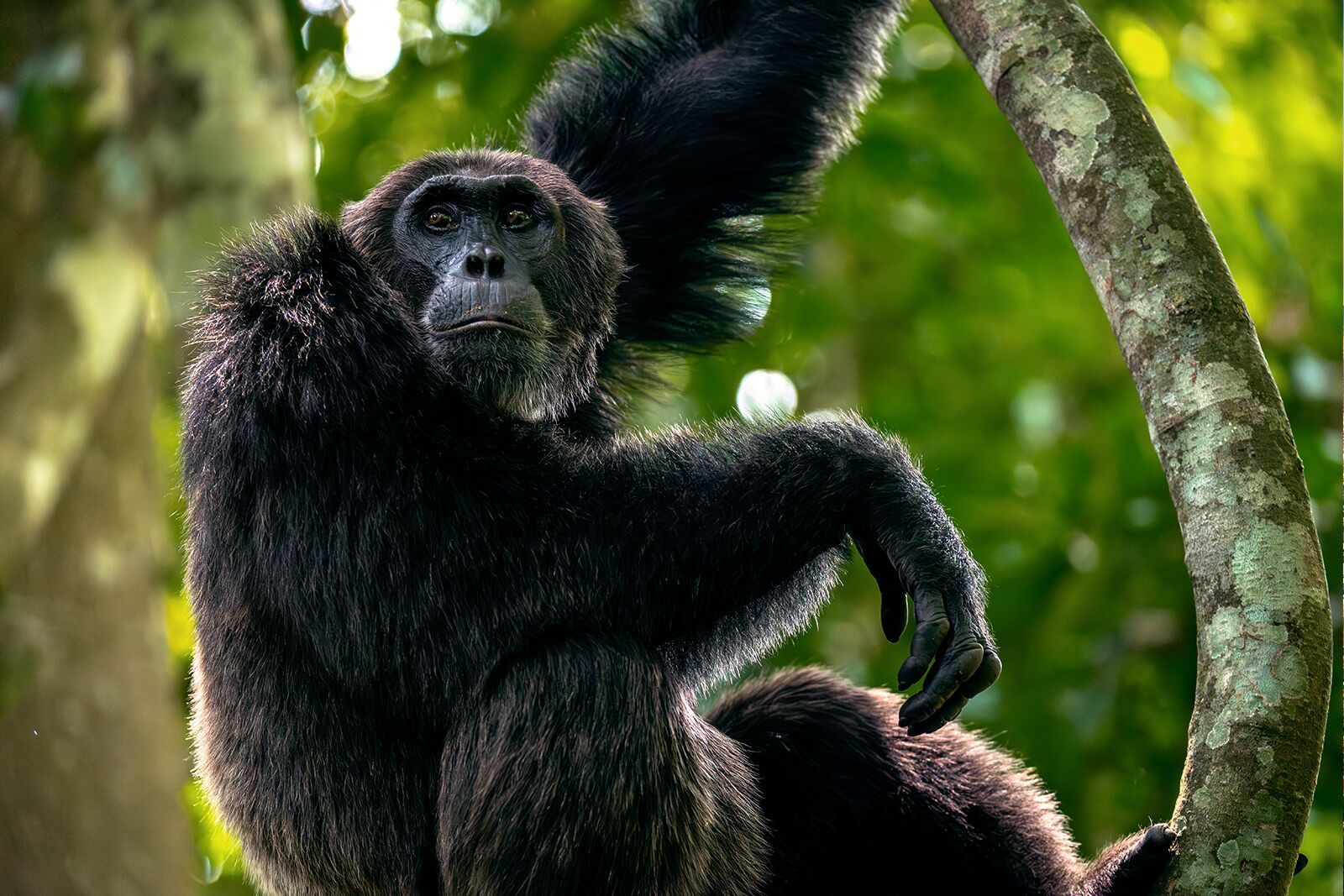 25 Unforgettable Places to Go in 2026: Nyungwe National Park, Rwanda