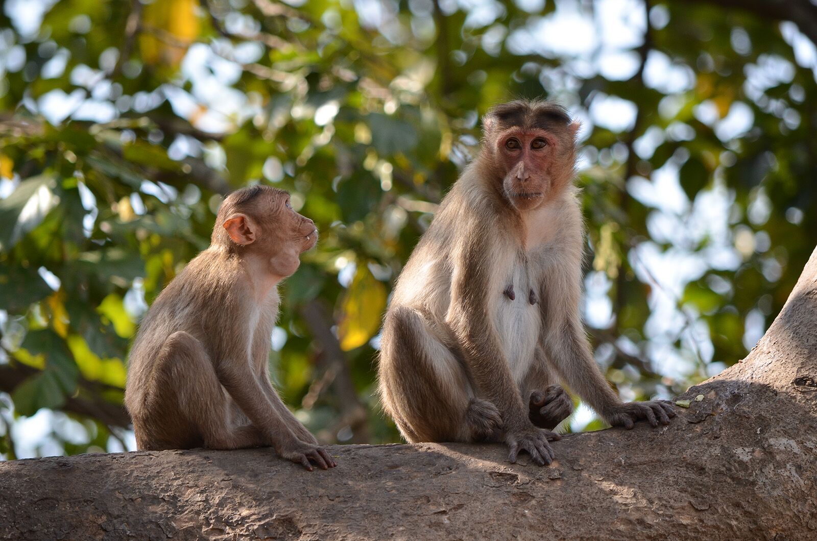 Delhi, Mumbai, and Bengaluru: Your Journey to India with Lufthansa