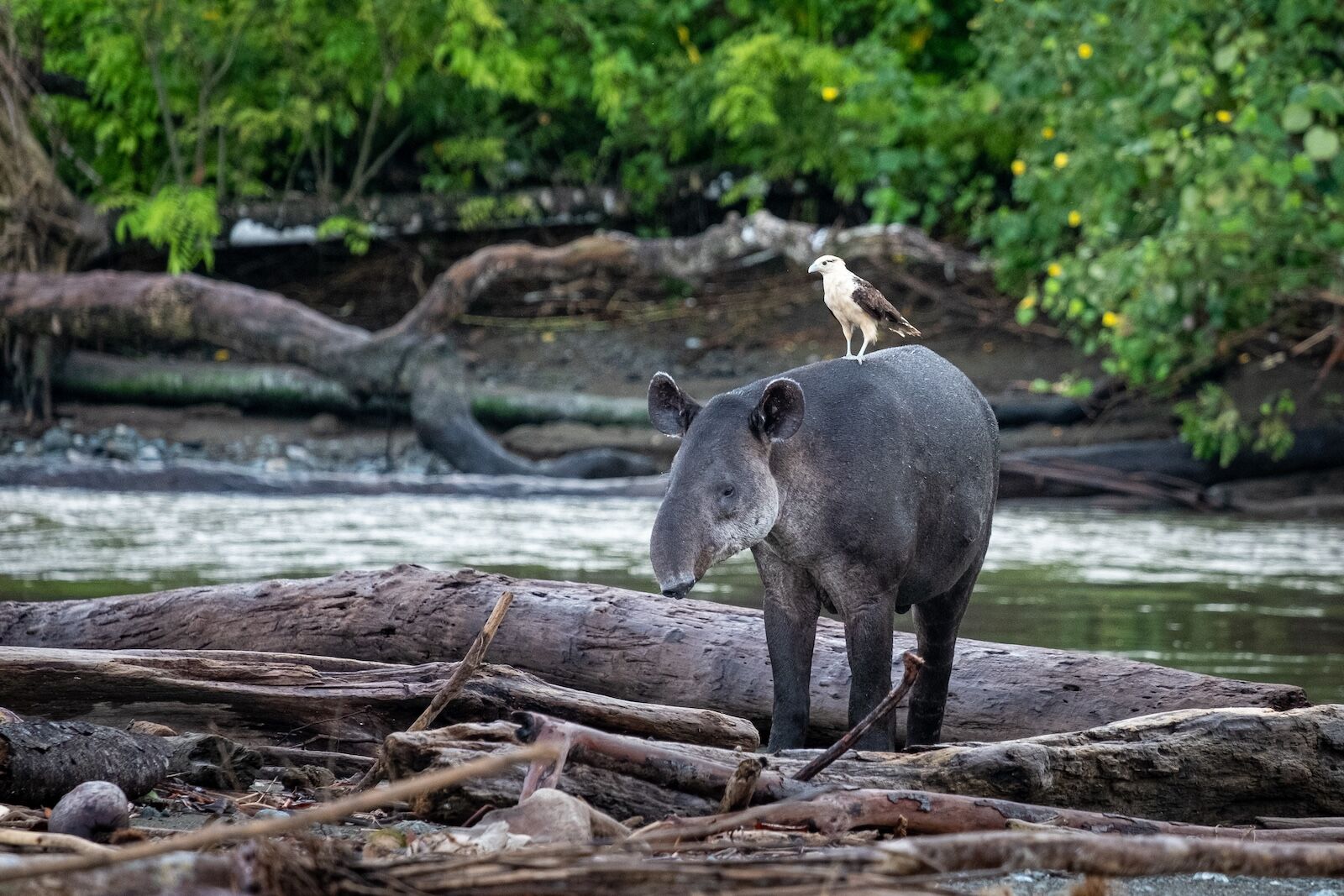 tapir in corcovado national park