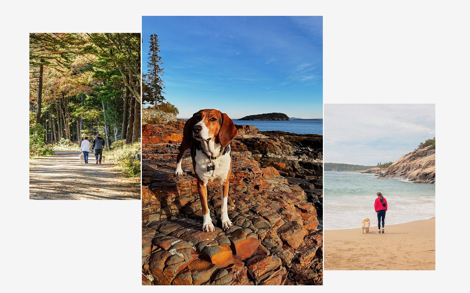 Acadia NP dog destination 2025