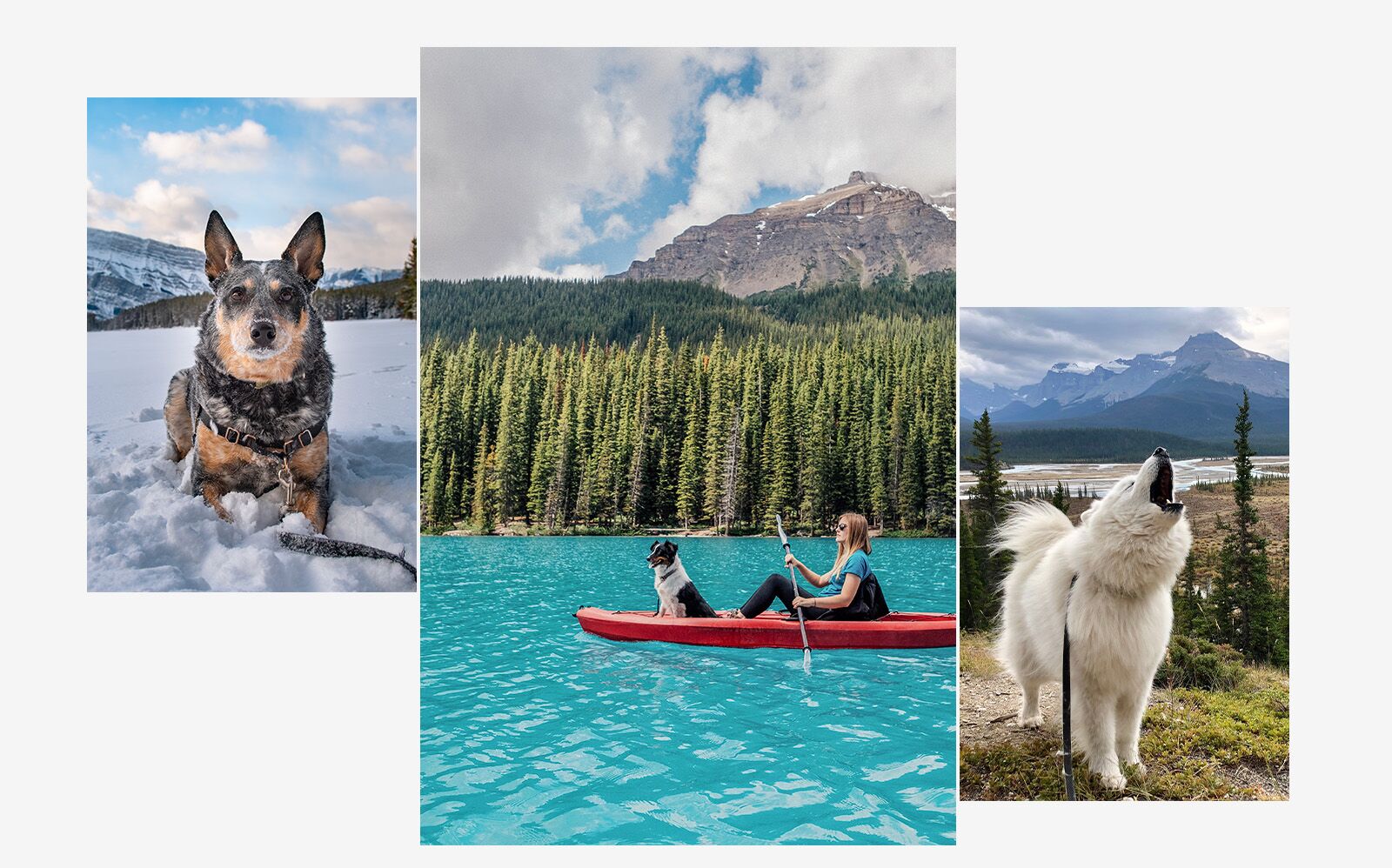 Banff dog destination 2025 