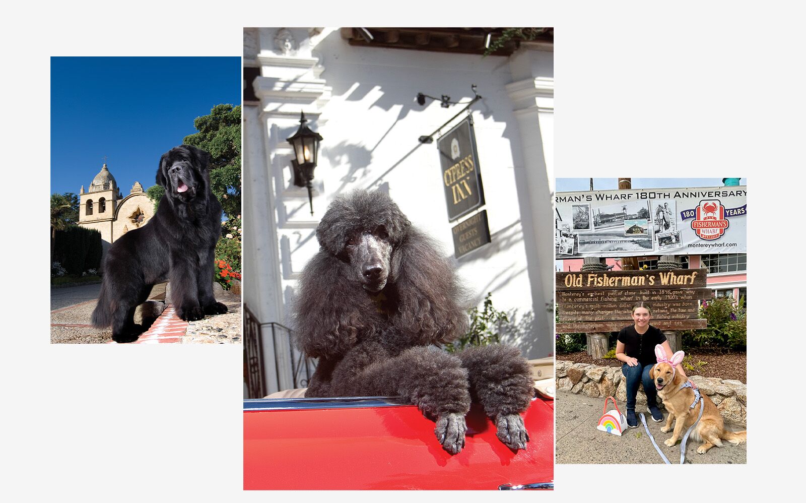 Carmel and Monterey dog destination 2025