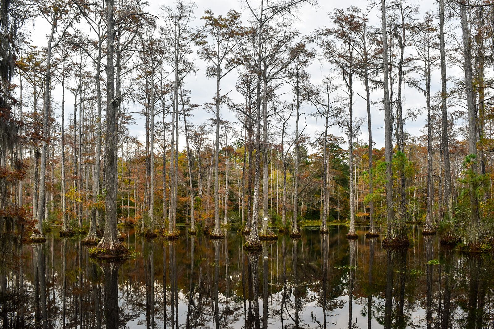 things to do in santee cooper country