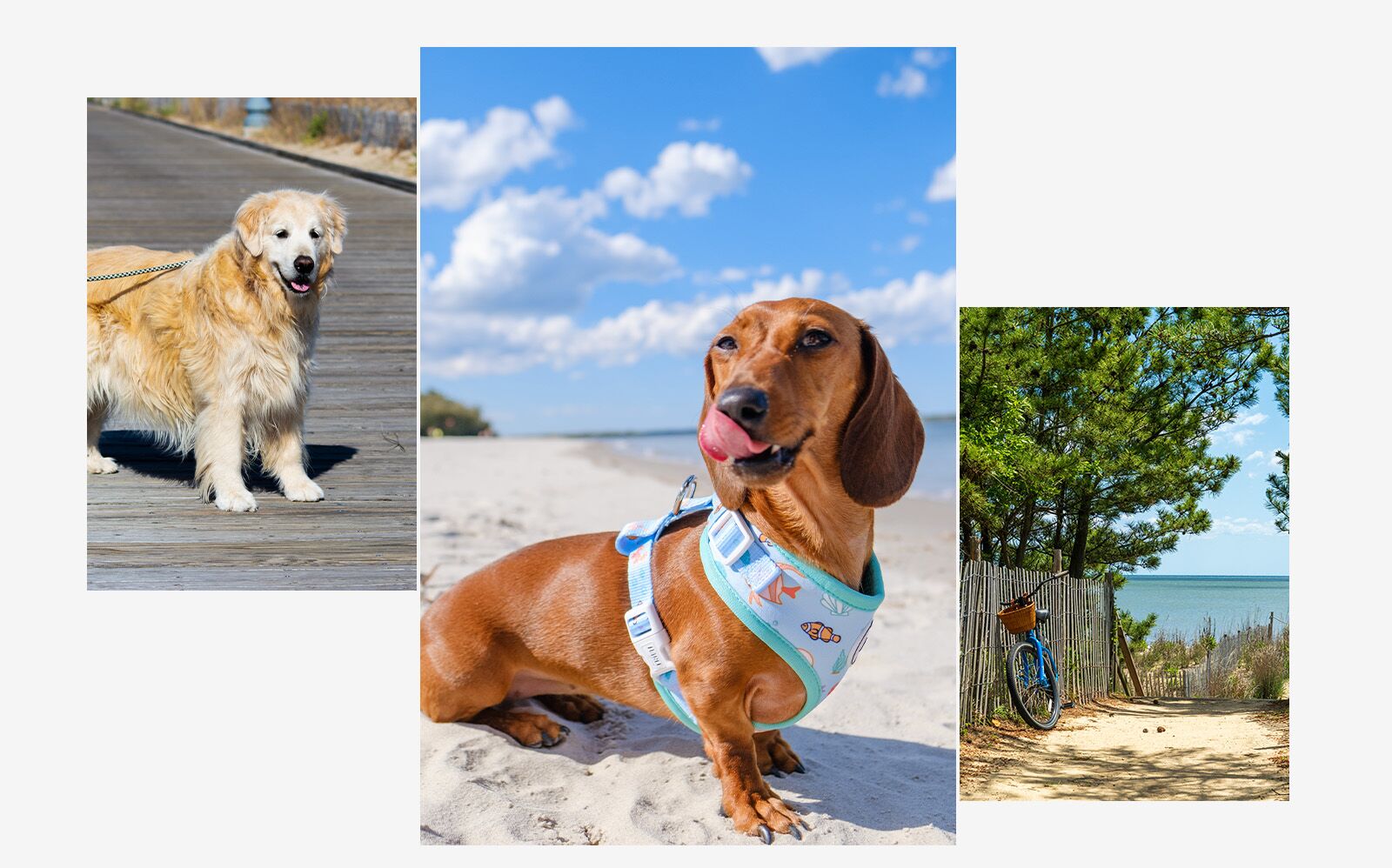 Dewey Rehoboth dog destination 2025