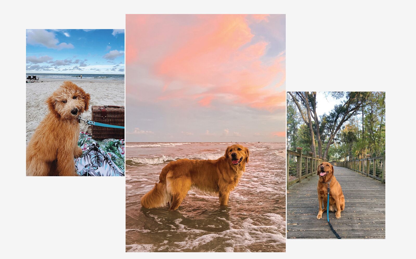 Hilton Head dog destination 2025