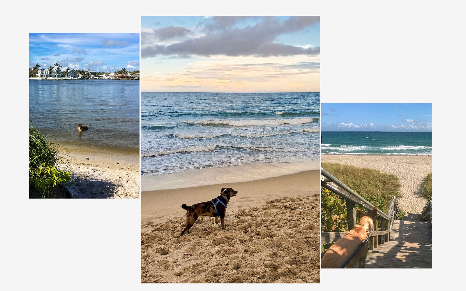 Jupiter dog destination 2025