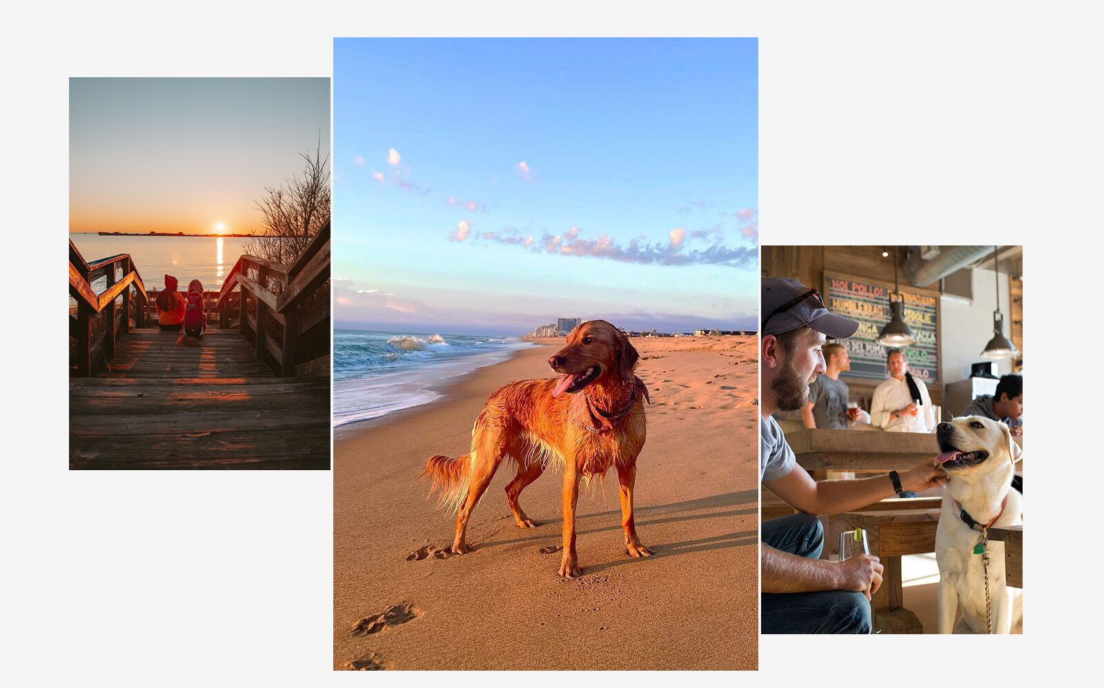 Kiptopeke State Park dog destination 2025