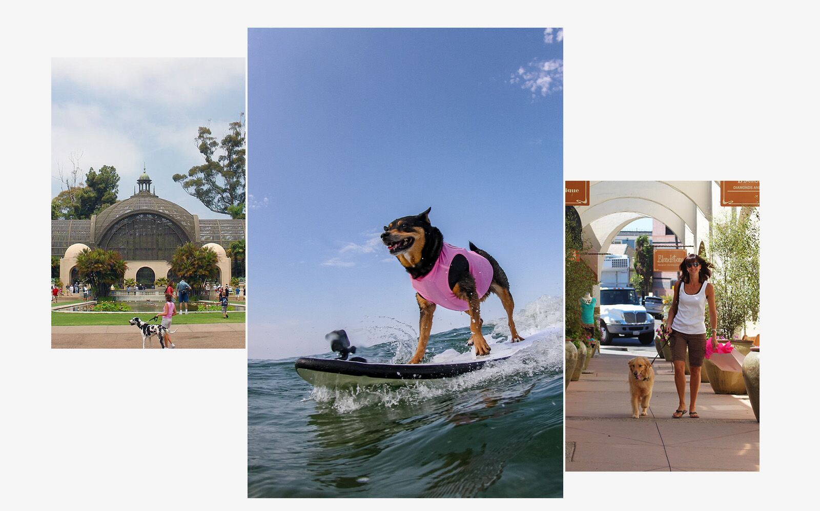 San Diego dog destination 2025