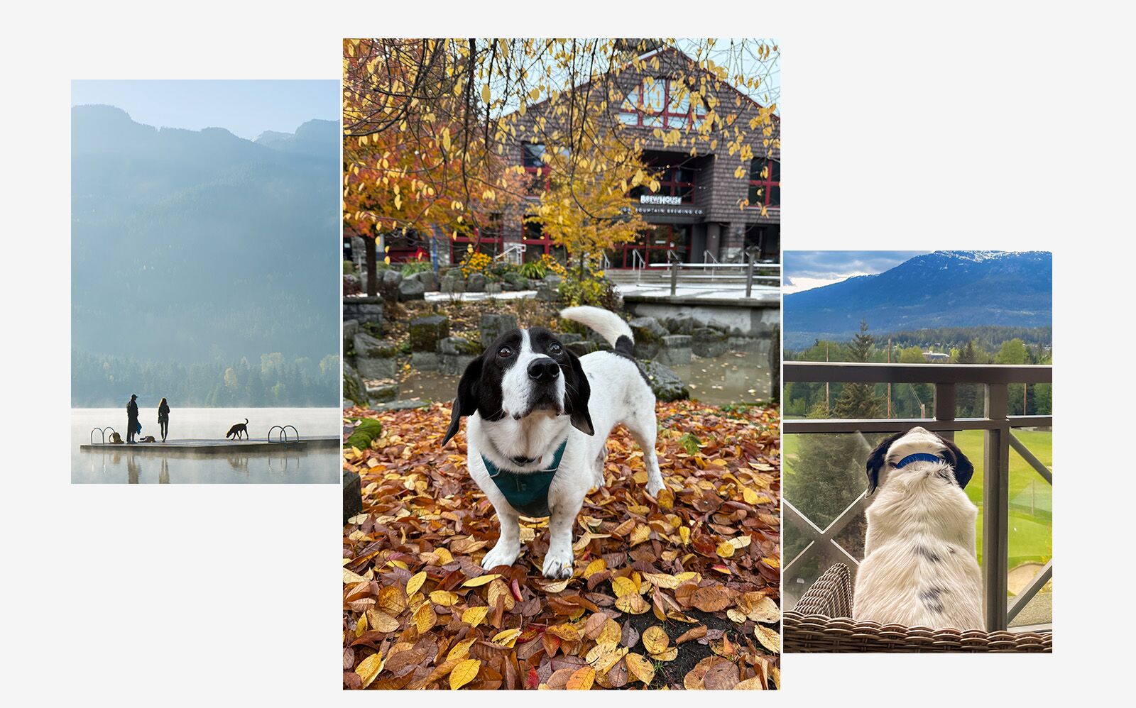 dog friendly destinations Whistler