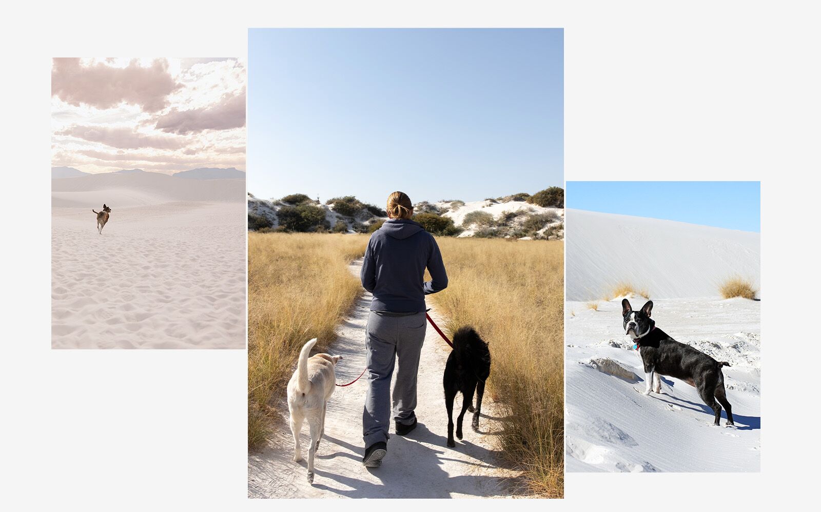 White Sands dog destination 2025