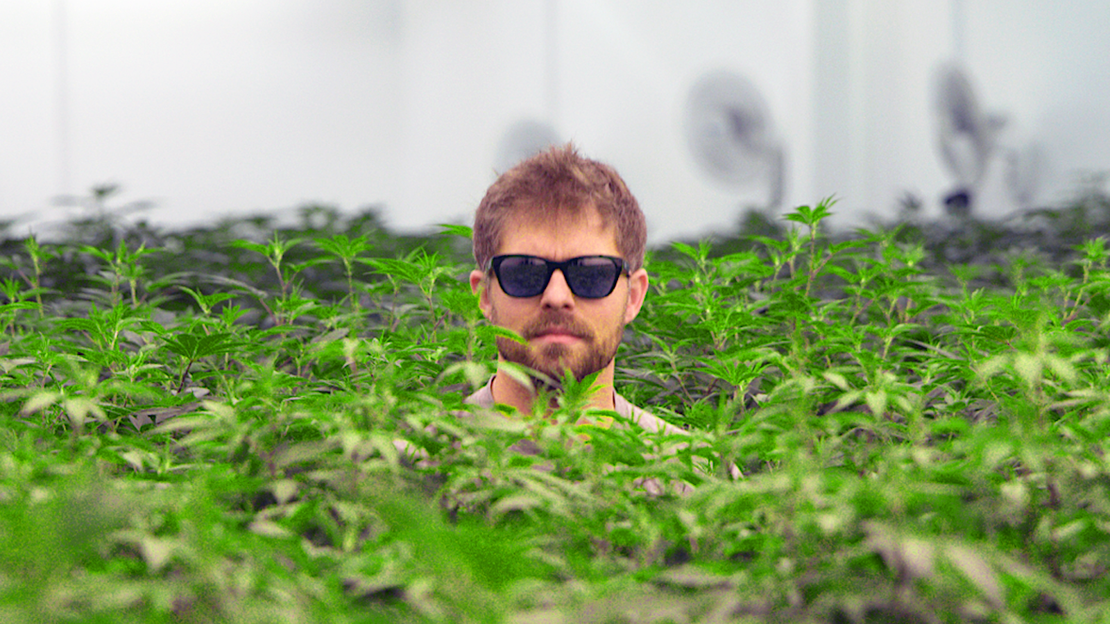 kyle sherman, ceo of flowhub, among cannabis plants