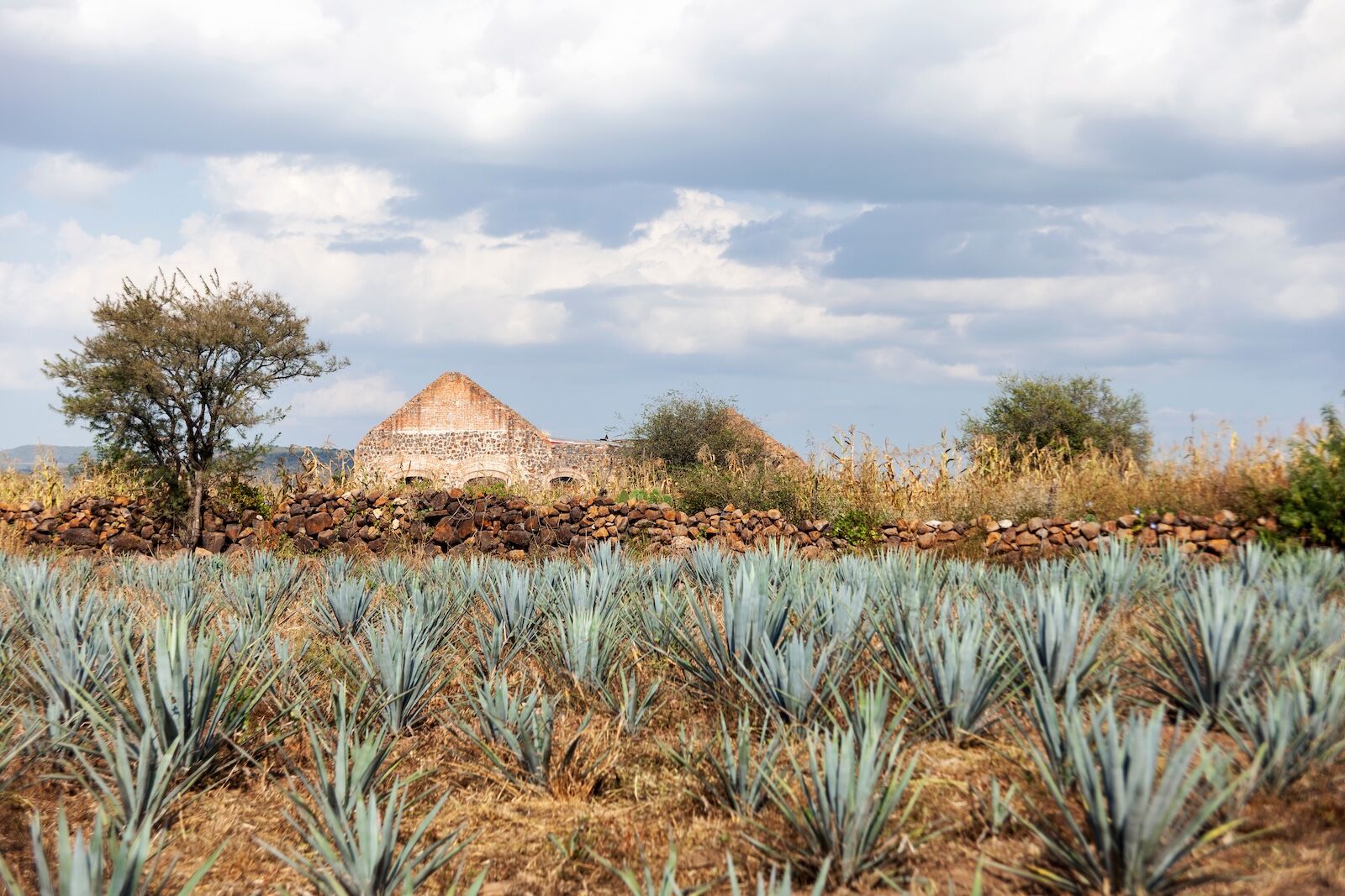 Agave fields in Guanajuato Mexico