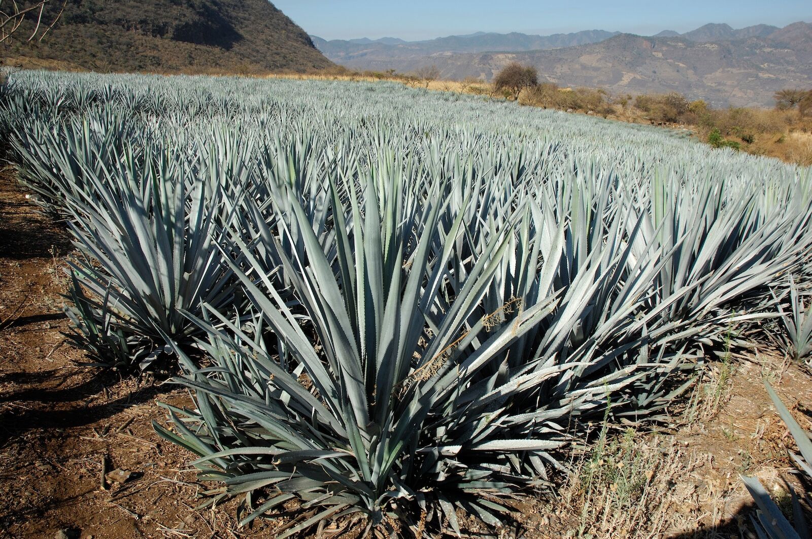 Blue Agave, Agave tequilana azul