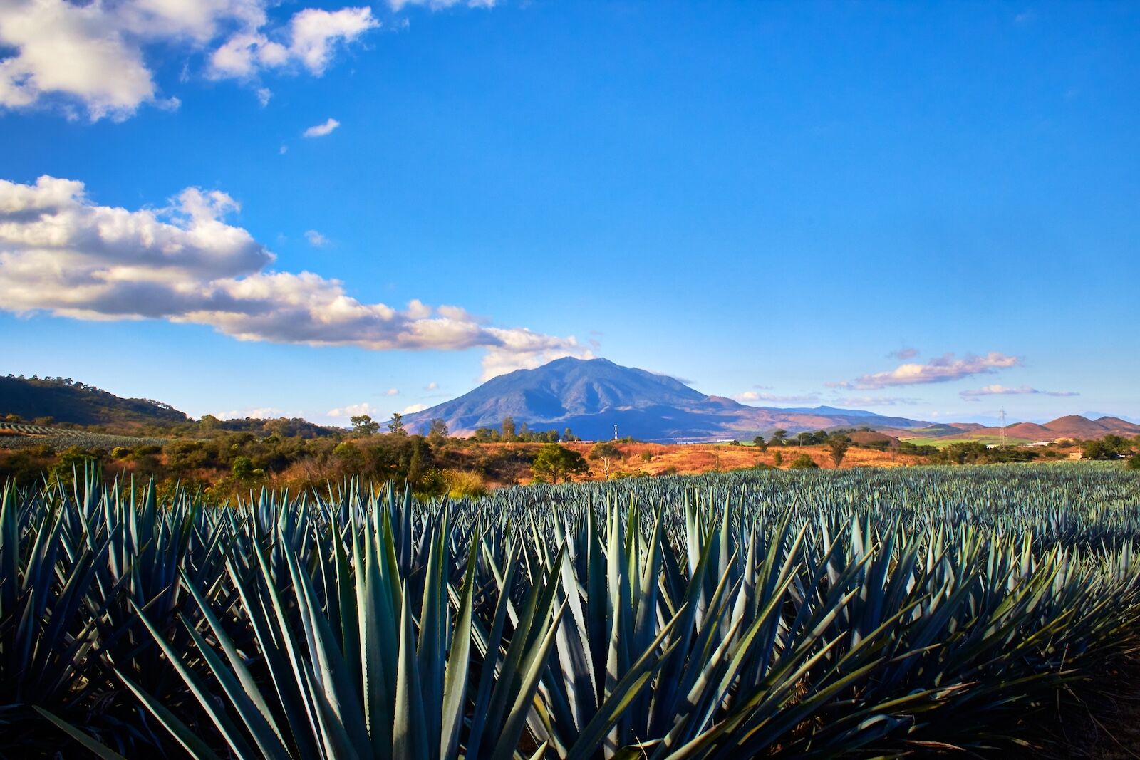 volcano in the background with blue sky in a sunny day some clouds and agave for tequila in first plane sanganguey volcano of nayarit