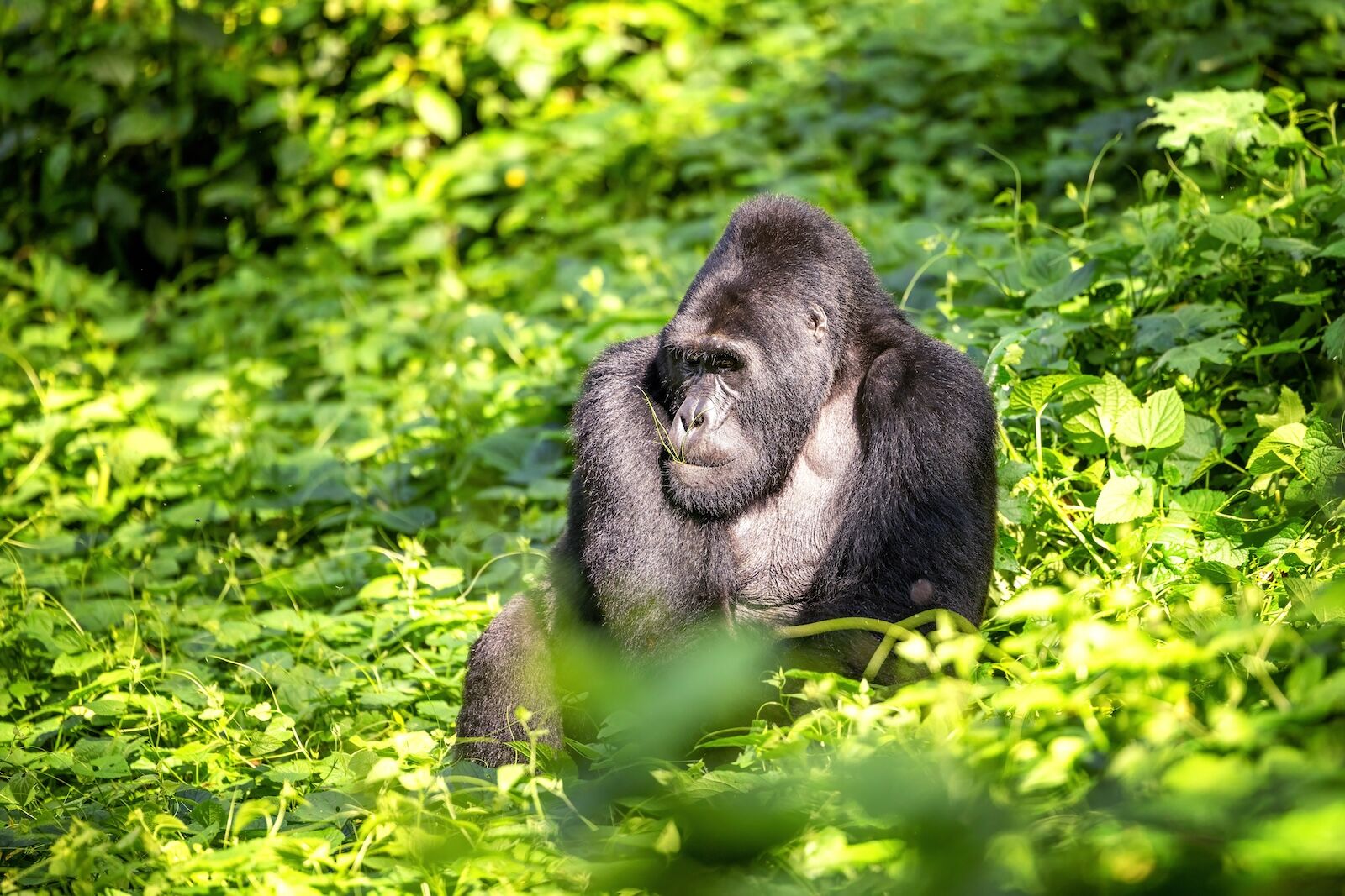 TOURISE awards travel trend - gorilla in bwindi