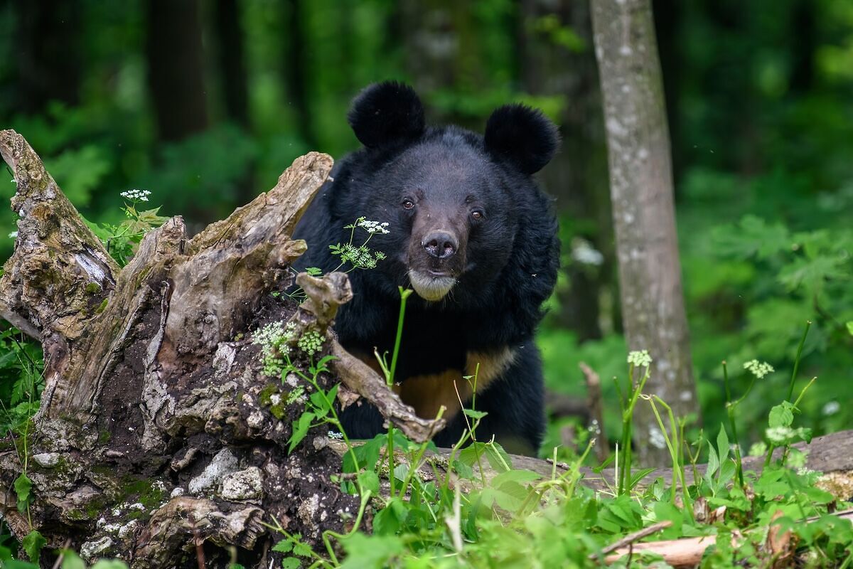 US Embassy Issues Unique Warning for Travelers to Japan: Beware of Bears