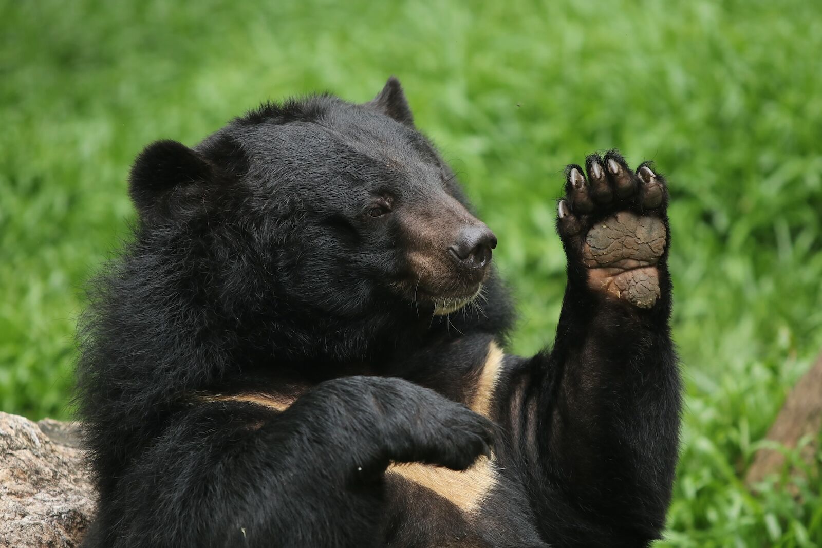 japan bear attacks  - asiatic black bear