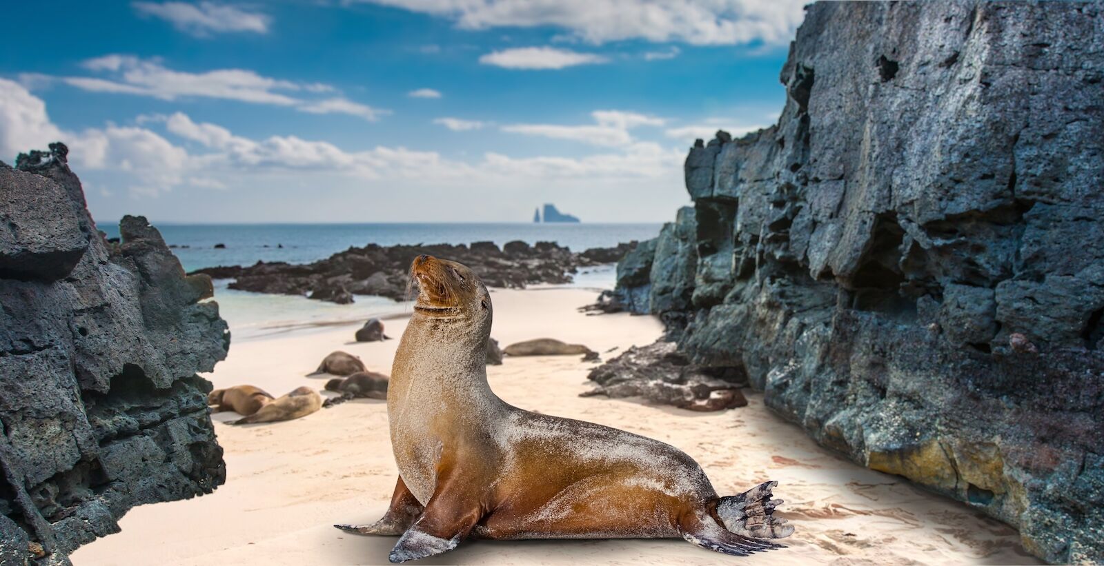 TOURISE awards travel trend - galapagos sea lion