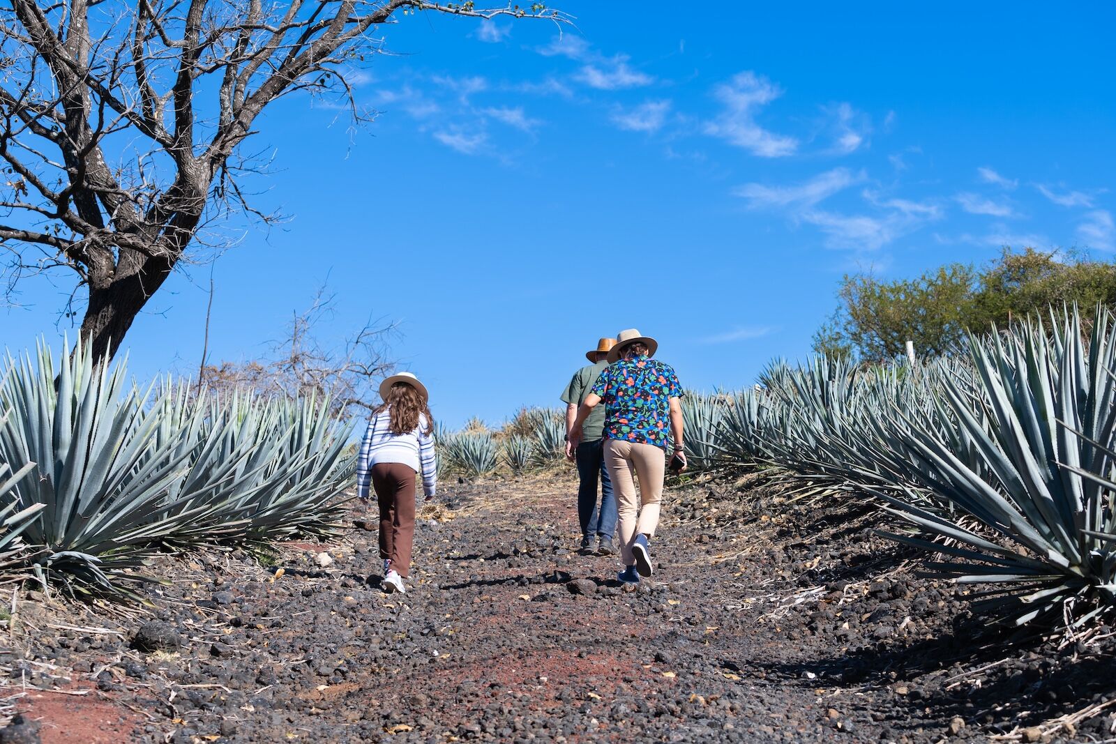 The family of three are walking through the agave field.