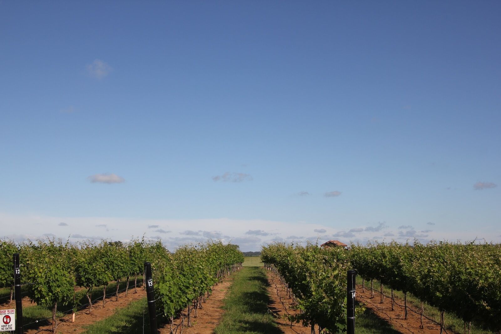 Fredericksburg Vineyard on a Sunny Day