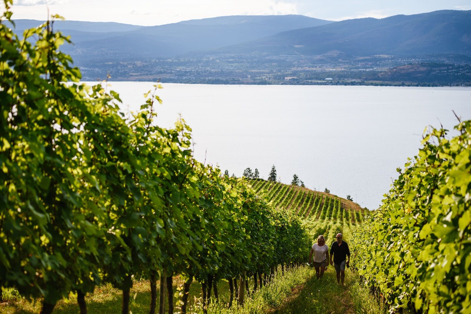 walking in kelowna, UNESCO city, at St Hubertus & Oak Bay Estate Winery