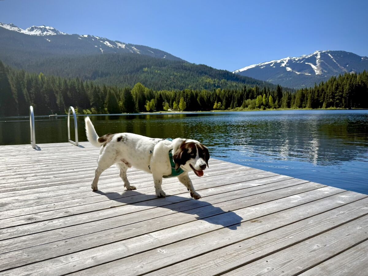 The Best Dog-Friendly Destinations of 2026: Whistler, BC