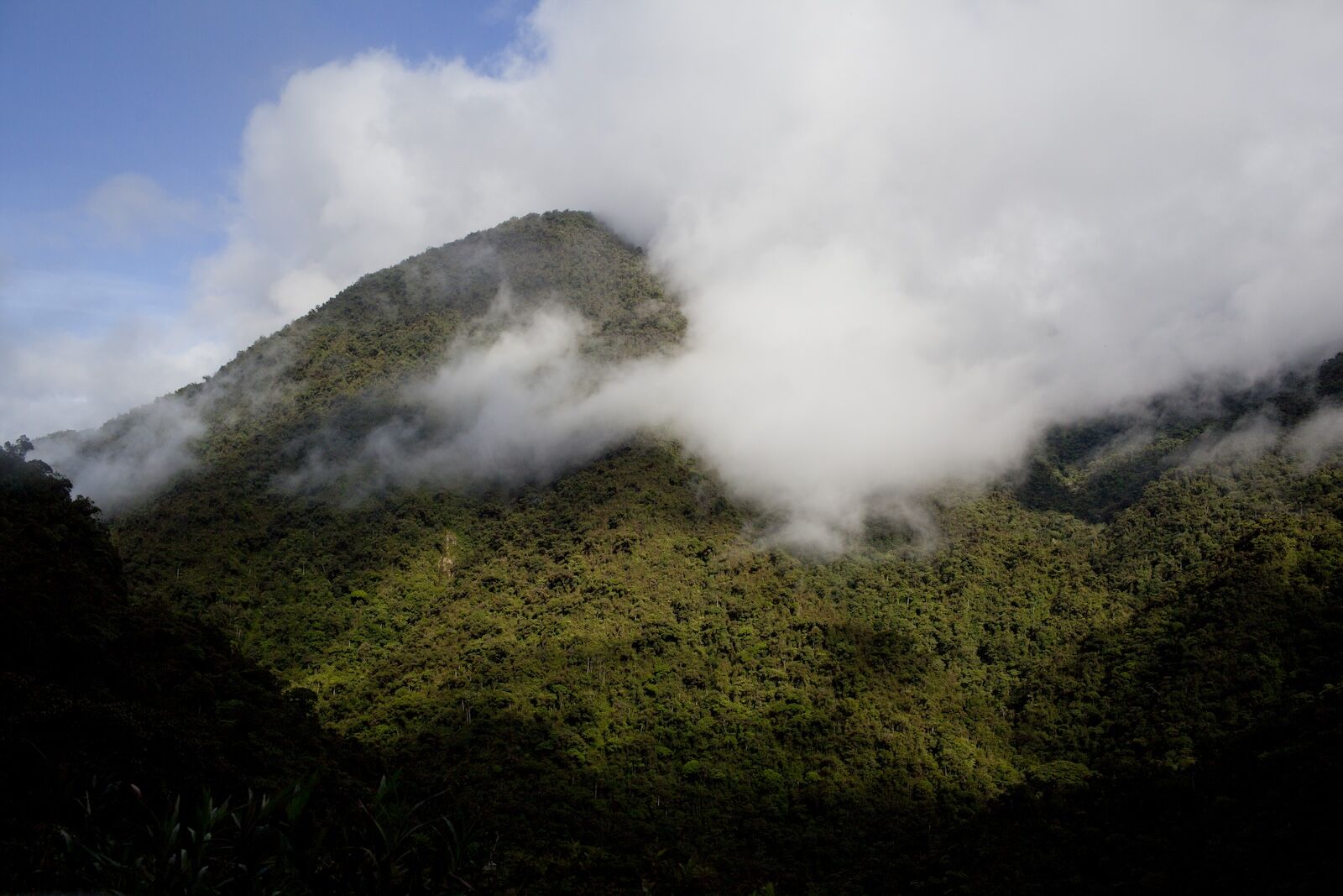 manu national park misty mountain