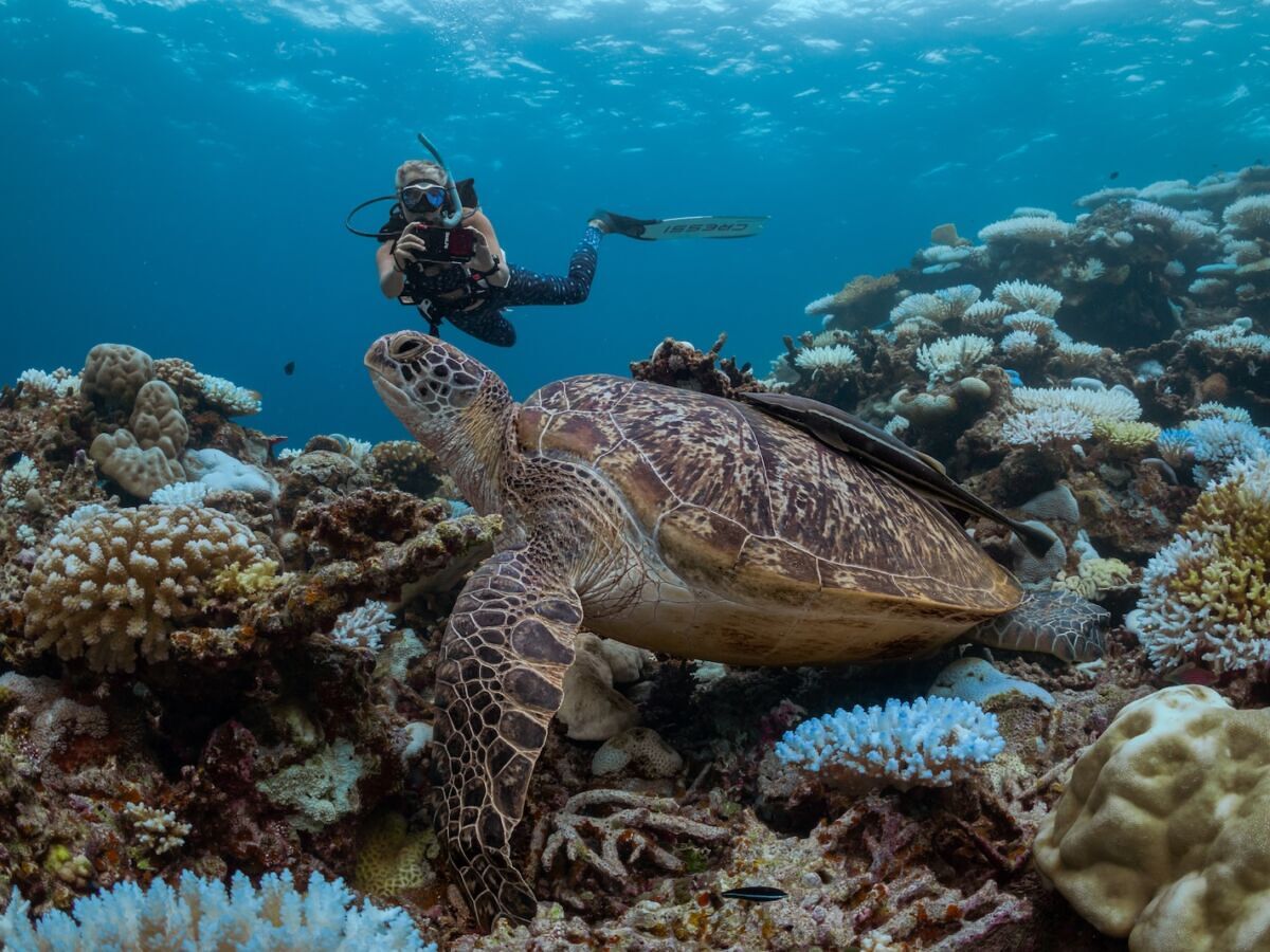 Dream Vacations: A Luxury Scuba Diving Yacht in the Maldives