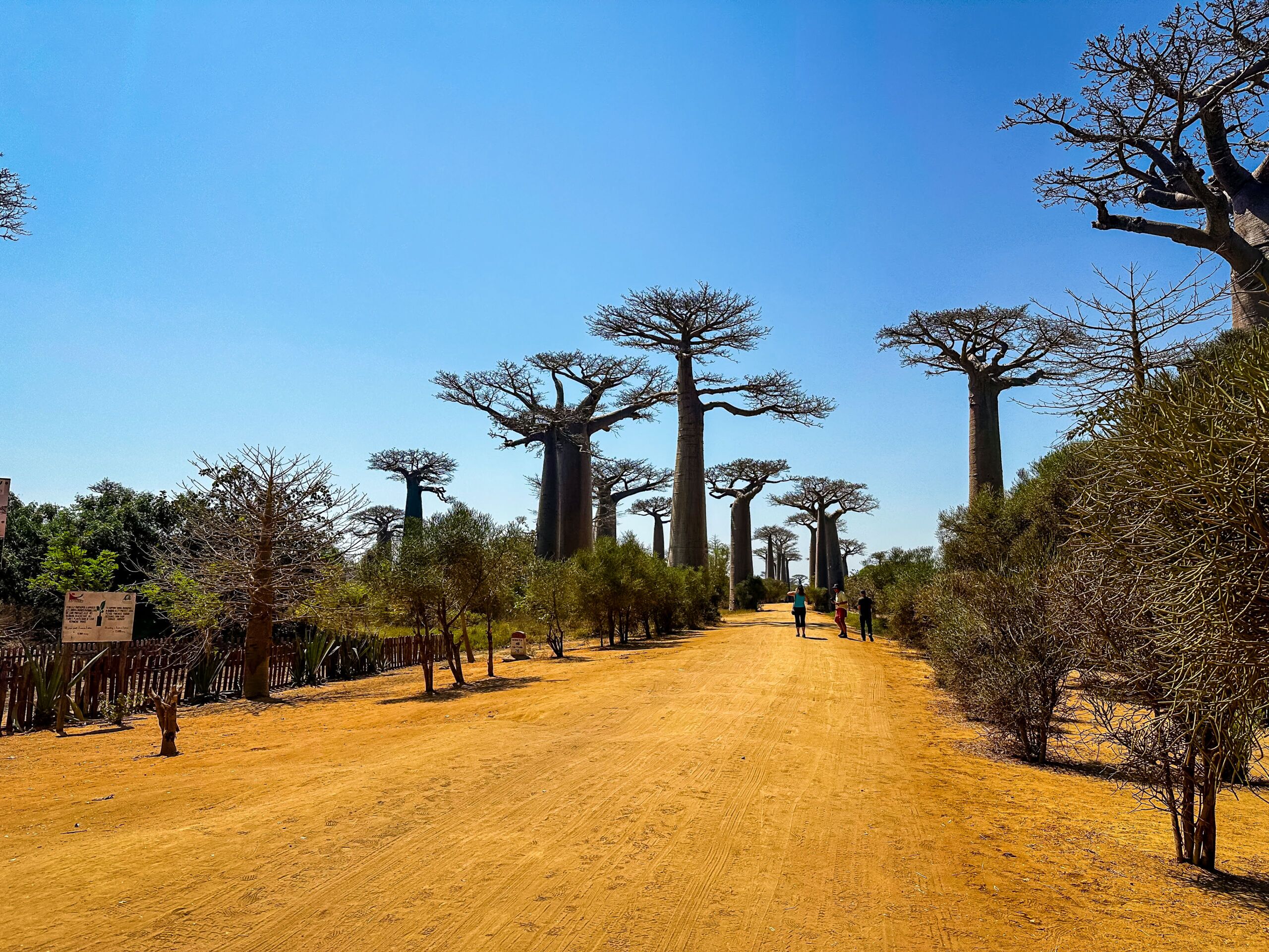 Avenue of the Baobabs during the day