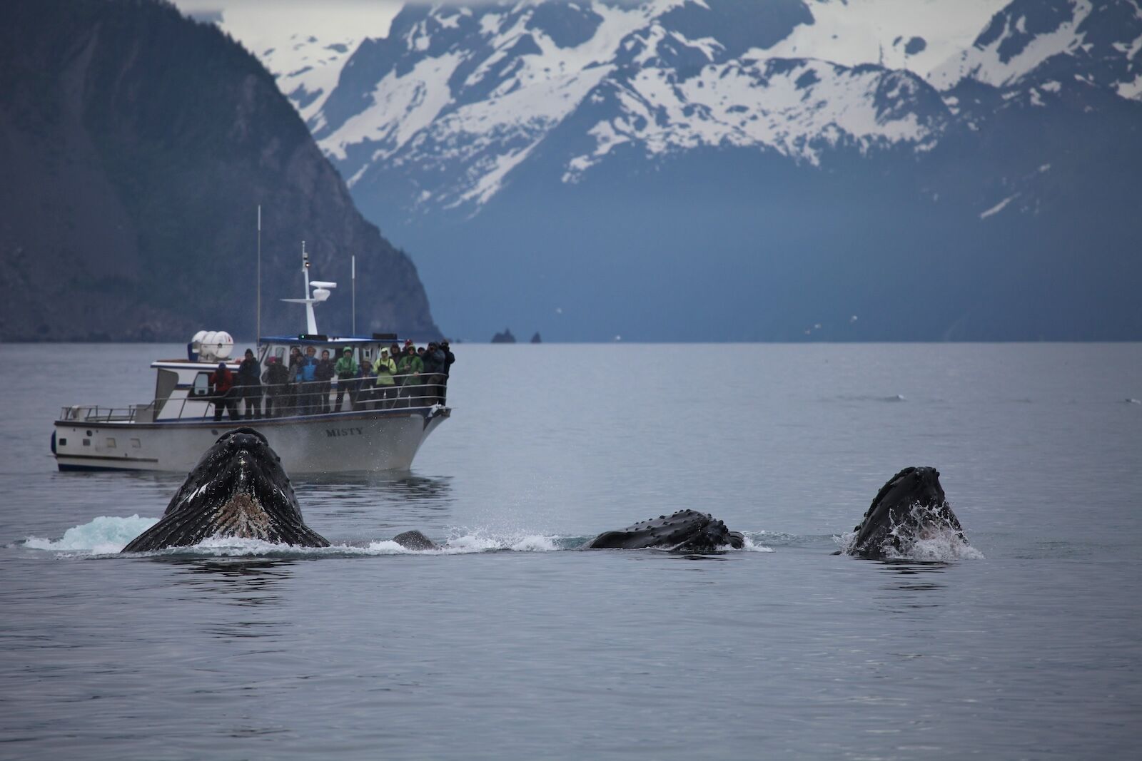 dream vacations - alaska national parks tour -whales in kenai fjords