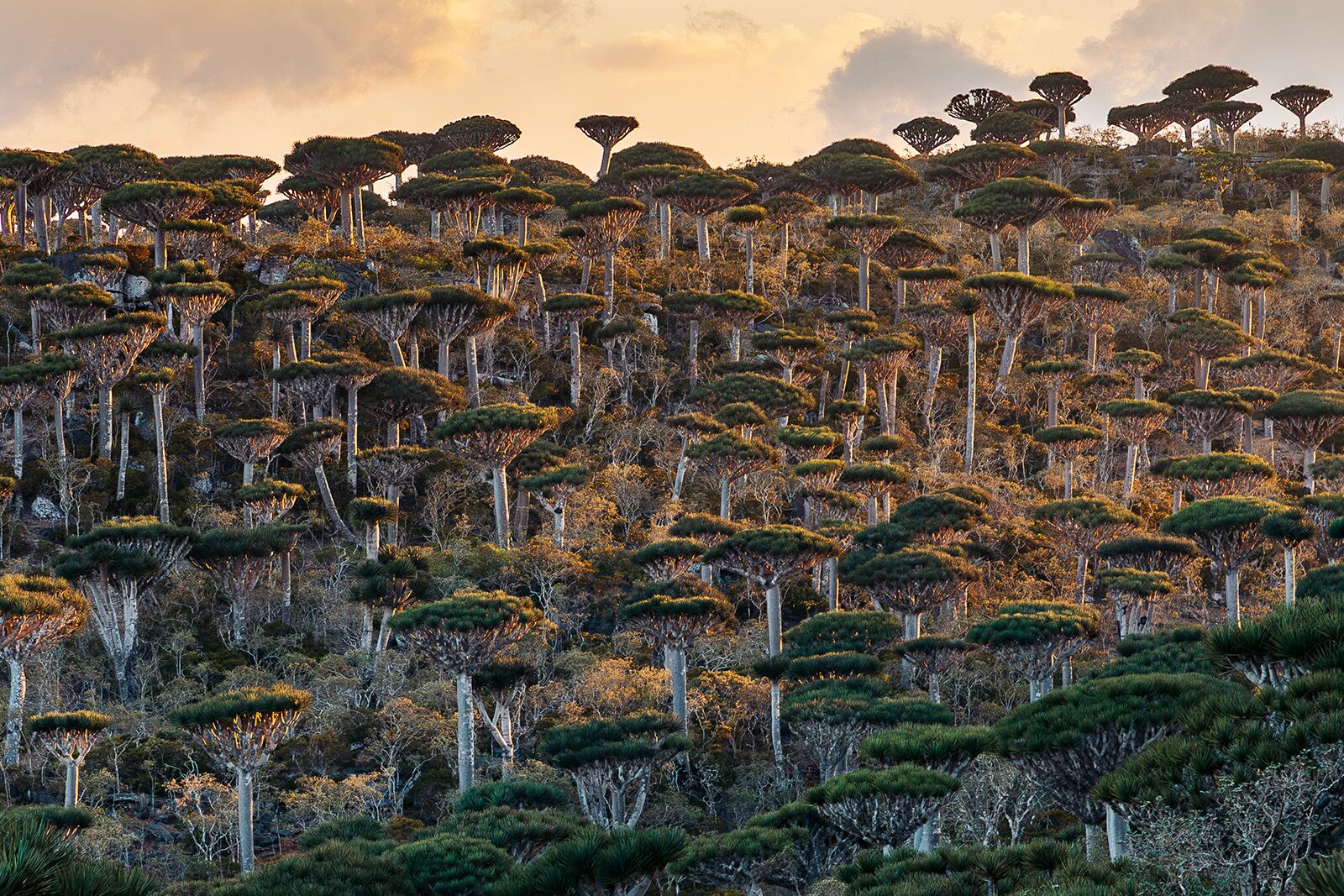 25 Unforgettable Places to Go in 2026 Socotra