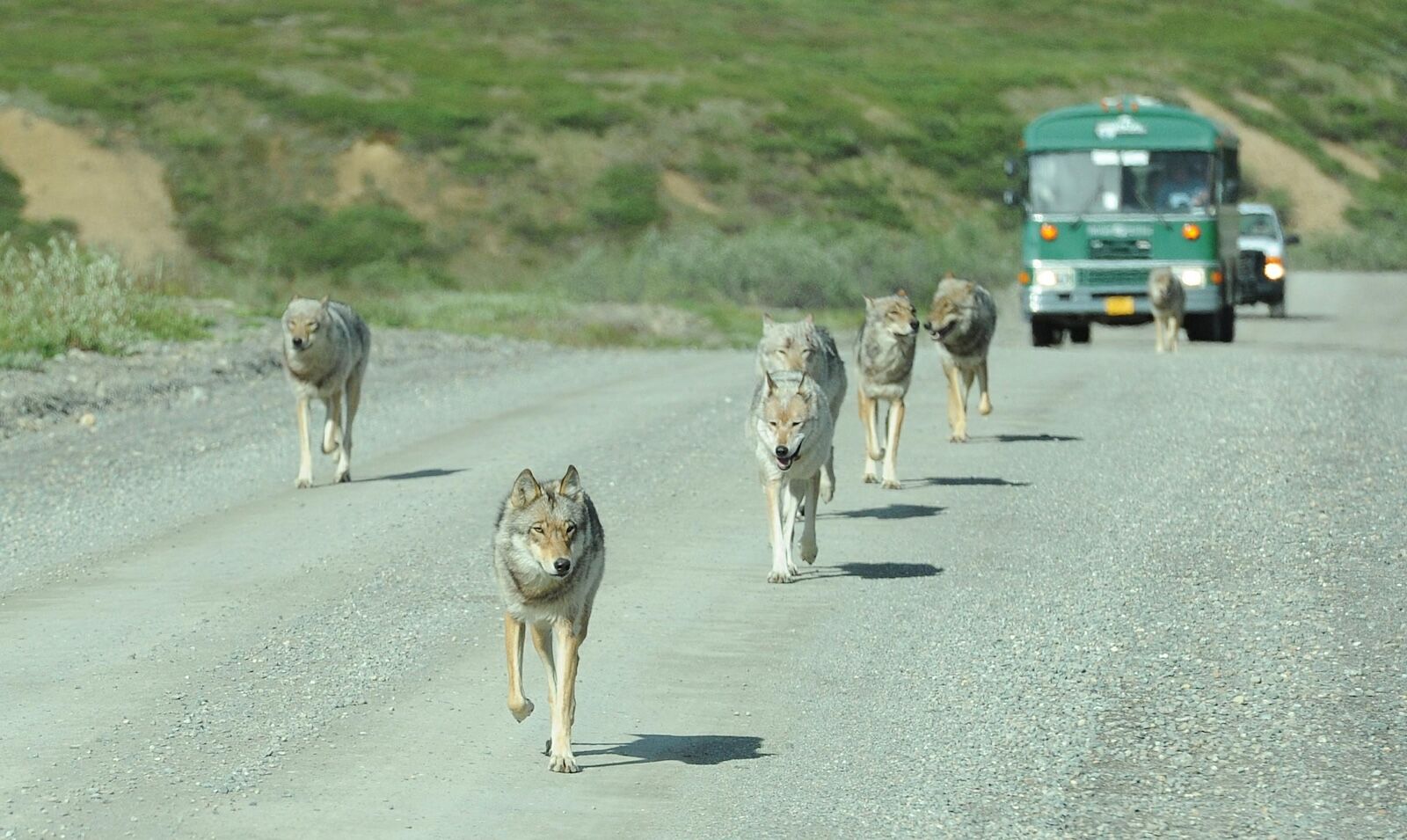 dream vacations - alaska national parks tour - wolves on denali road