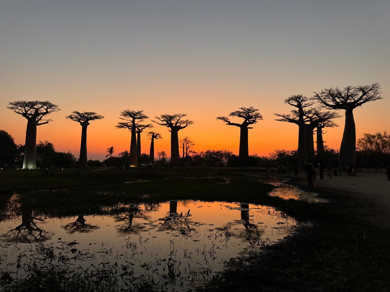 sunset at the avenue of the baobabs