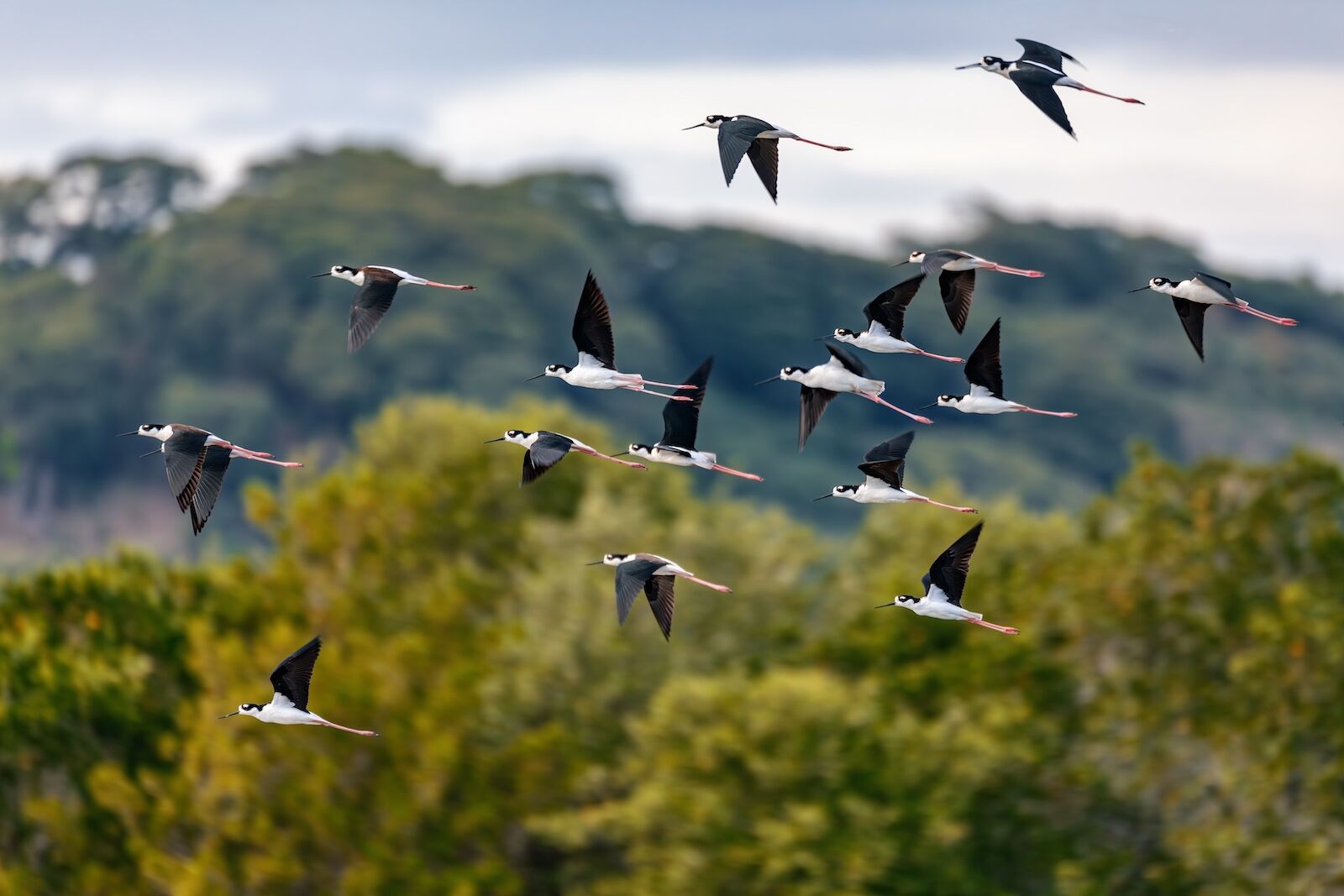 Flying flock of The black-necked stilt (Himantopus mexicanus) is a locally abundant shorebird of American wetlands and coastlines. River Tarcoles, Wildlife and birdwatching in Costa Rica.