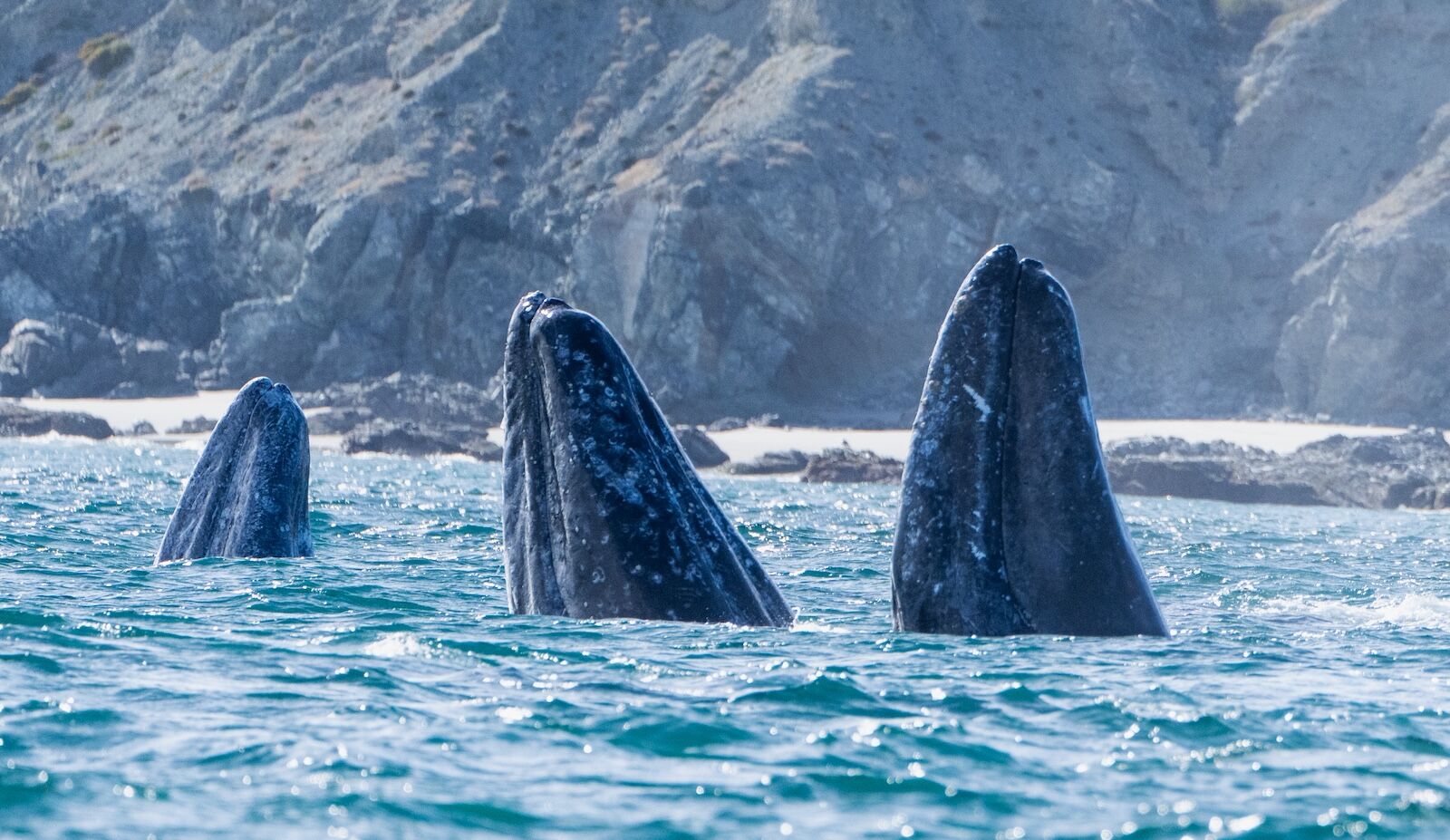 California Gray Whales gather during the winter months in large numbers in the bays along the Pacific side of Baja California. The rare photo of three whales spyhopping--I call The Three Amigos.
