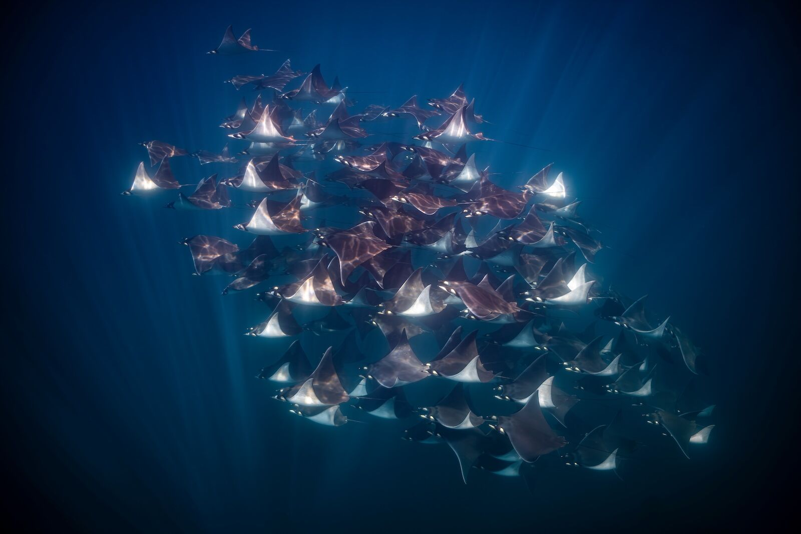 A large group of mobula rays glides through the clear blue waters off Baja California. Their elegant movements create a stunning display as sunlight filters down.