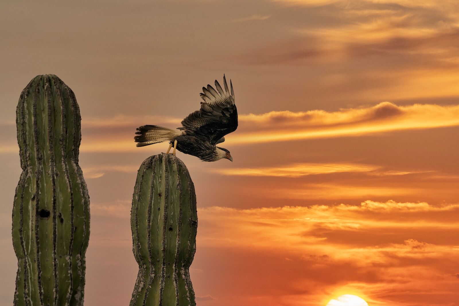 Caracara cheriway crested falcon on cactus in Baja California Mexico