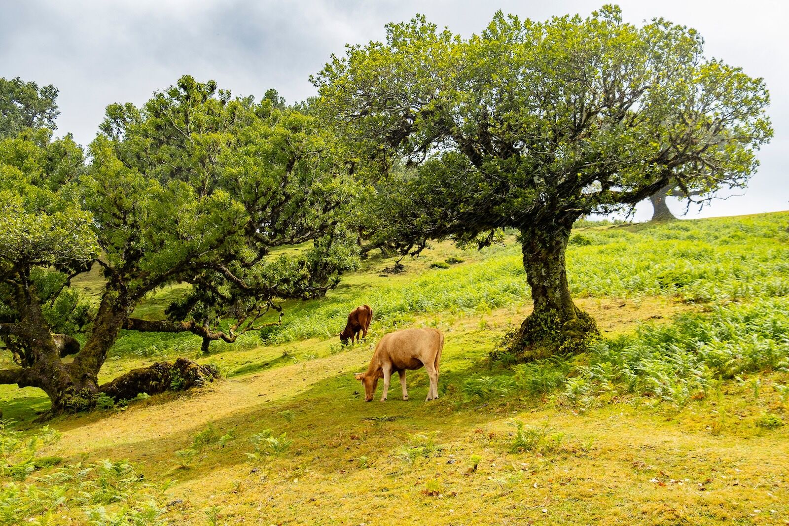 Cow grazing in the Fanal laurisilva forest, Fanal, Madeira island, Portugal.