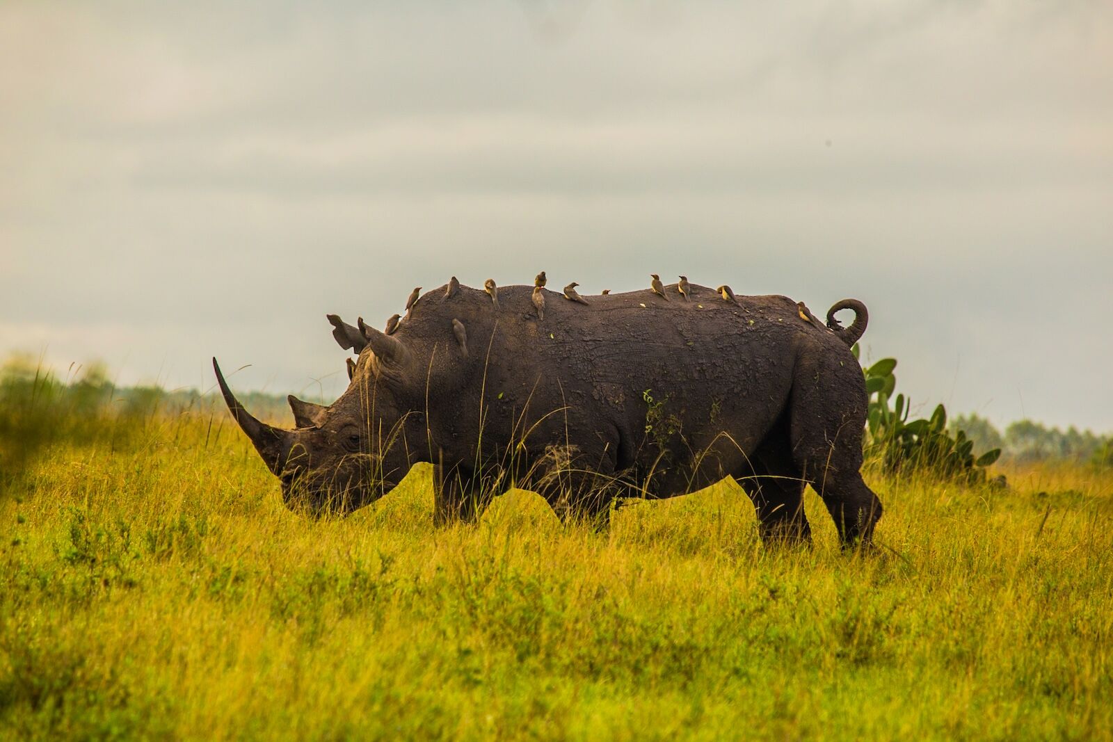 Rhino in Nairobi National Park